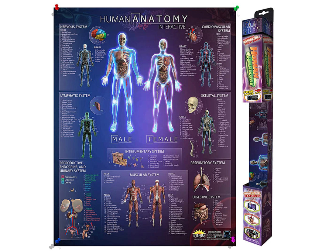 Popar Toys - Human Anatomy 3D Chart